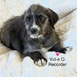 Thumbnail photo of Vide O Recorder #2