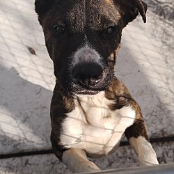 Photo of Stella