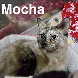 Thumbnail photo of Mocha #1