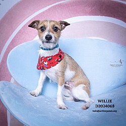 Thumbnail photo of Willie #1