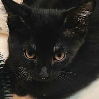 adopt-pet