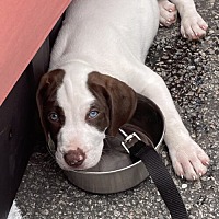 adopt a pet