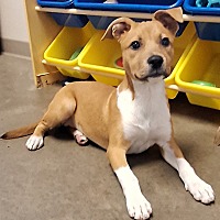 adopt a pet