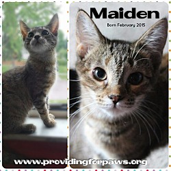 Thumbnail photo of Maiden - Pending #1