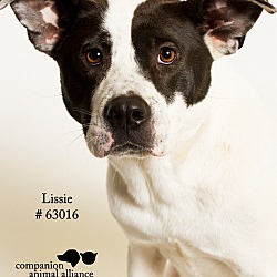 Thumbnail photo of Lissie  (Foster Care) #1