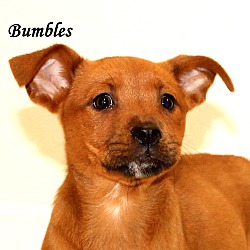 Thumbnail photo of Bumbles ~ meet me! #1