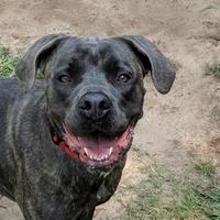 Cane Corso Puppies For Sale In South Carolina Adoptapetcom