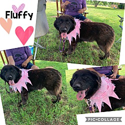 Photo of Fluffy