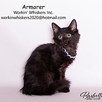 Photo of ARMORER