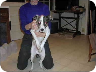 catahoula jack russell mix