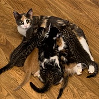 adopt a pet