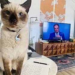 Photo of Leonard (Mr. Cat)