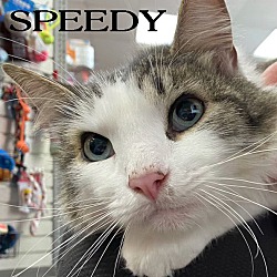 Thumbnail photo of Speedy #1