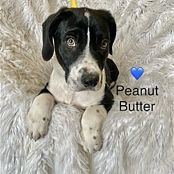 Thumbnail photo of Peanut Butter #1