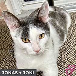 Thumbnail photo of Joni (bonded with Jonas) #3