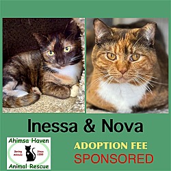 Photo of Nova & Inessa