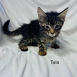 Photo of Tala
