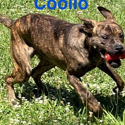 Photo of Coolio (port rd)
