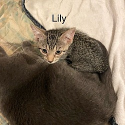 Thumbnail photo of Lilly #2