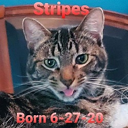 Thumbnail photo of Stripes #1