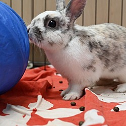 Thumbnail photo of Marshmallow #4