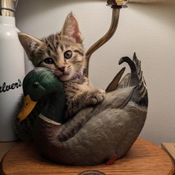 Thumbnail photo of Goose & Roo - We're a bonded pair! #3