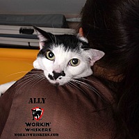 adopt a pet