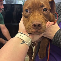 adopt a pet
