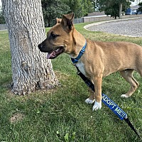 adopt a pet