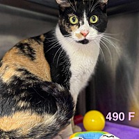 adopt a pet
