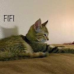 Thumbnail photo of FIFI #1