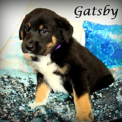 Thumbnail photo of Gatsby~adopted! #1