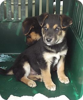 german shepherd puppies rescue