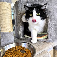 adopt a pet