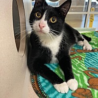 adopt a pet