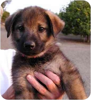 adopt a pet com