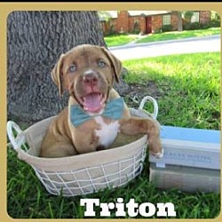 Thumbnail photo of Triton #1