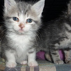 Thumbnail photo of Manx kittens #1