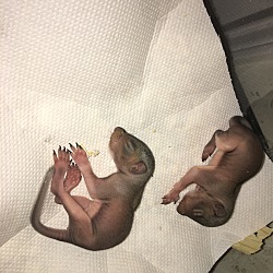 Thumbnail photo of Chip and Dale 2 Baby Squirrels #4