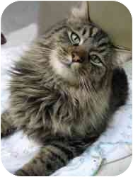 Salt Lake City Ut Maine Coon Meet Chevy A Pet For Adoption