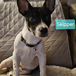 Thumbnail photo of Skipper #1