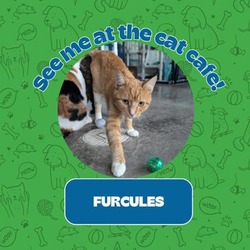 Thumbnail photo of FURcules #1