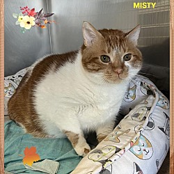 Thumbnail photo of Mitsy (fta) #1