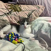adopt a pet
