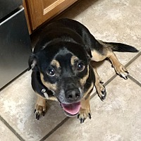 adopt a pet