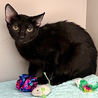 adopt a pet