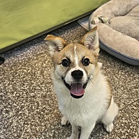 adopt-pet