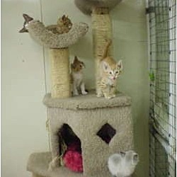 Thumbnail photo of Kittens Galore!!! #1