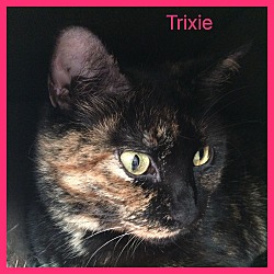 Thumbnail photo of TRIXIE #1