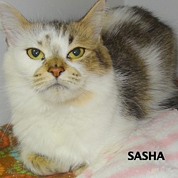 Thumbnail photo of SASHA--SWEETHEART #2
